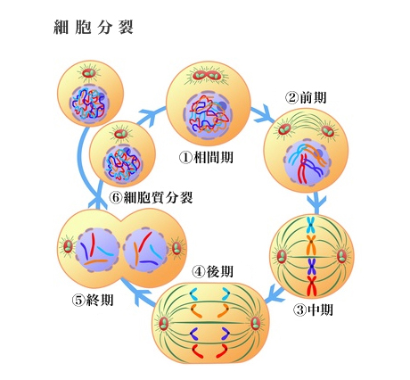 細胞分裂