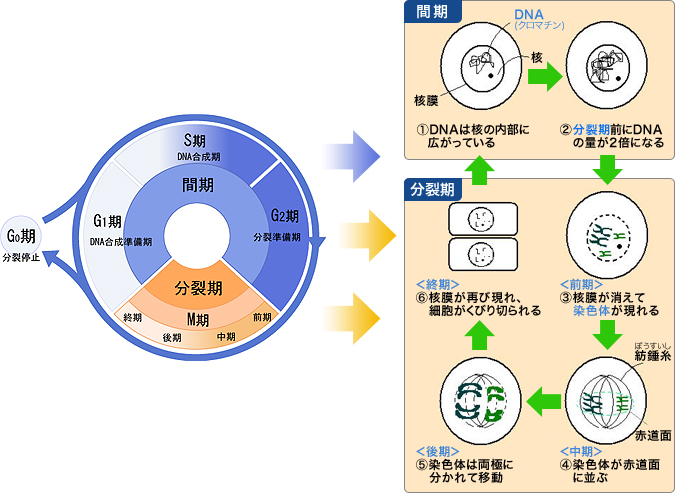 アポトーシス で 正しい の は どれ か